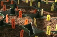 Genetically Modified Food — Panacea or Poison?