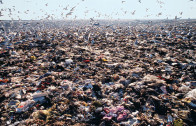 The Hidden Life of Garbage