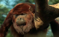 The Life of Mammals